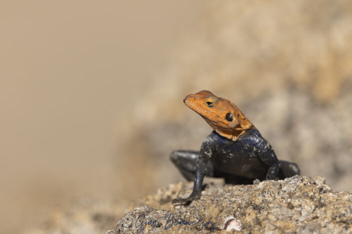 Namibie
