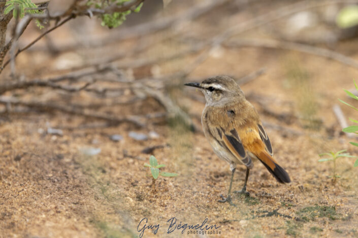 Namibie