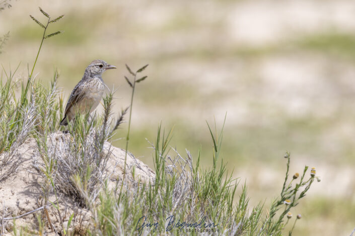 Namibie