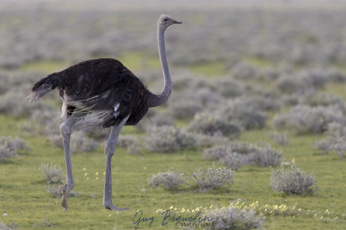 Namibie