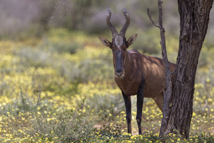 Namibie
