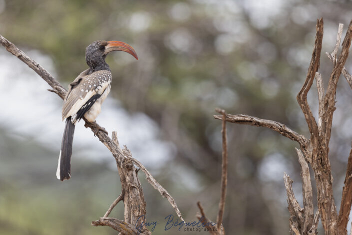 Namibie