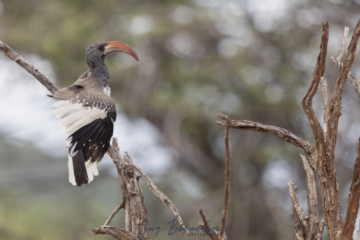 Namibie