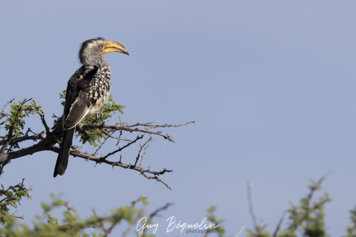 Namibie