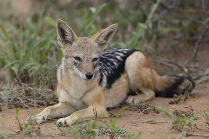 Namibie
