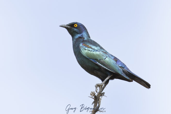 Namibie