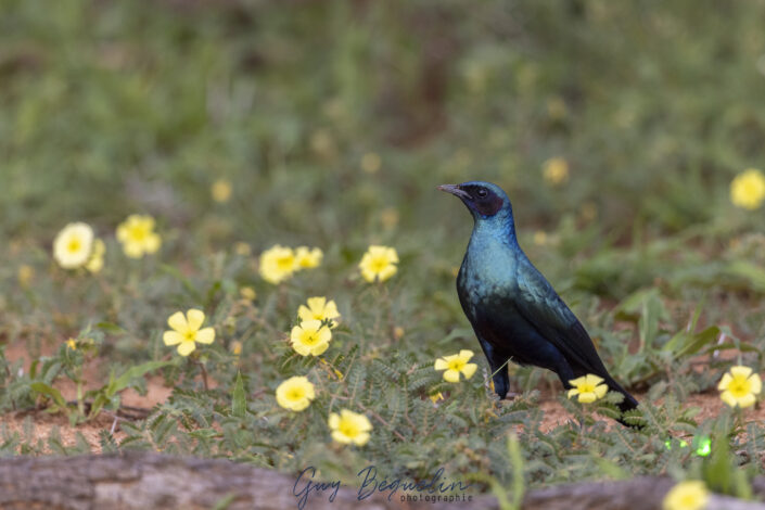 Namibie