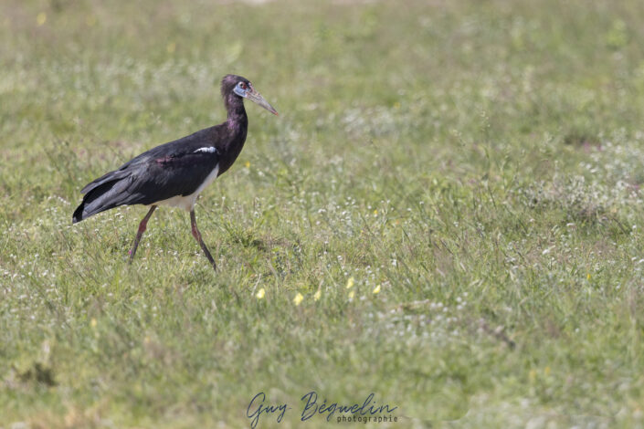 Namibie