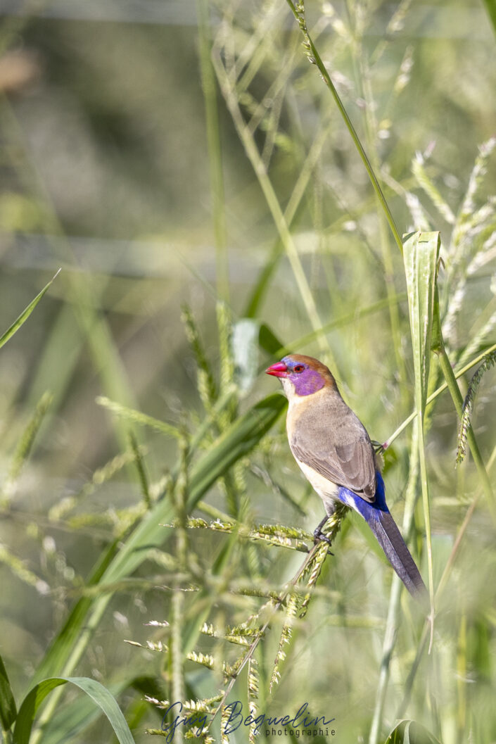 Namibie