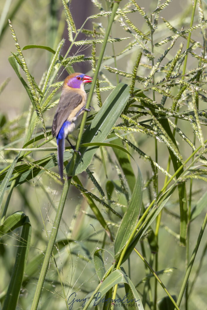 Namibie