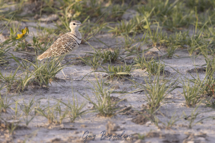 Namibie