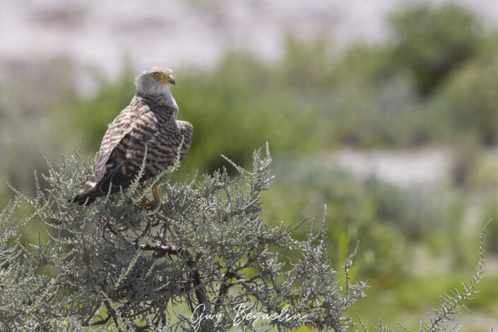 Namibie