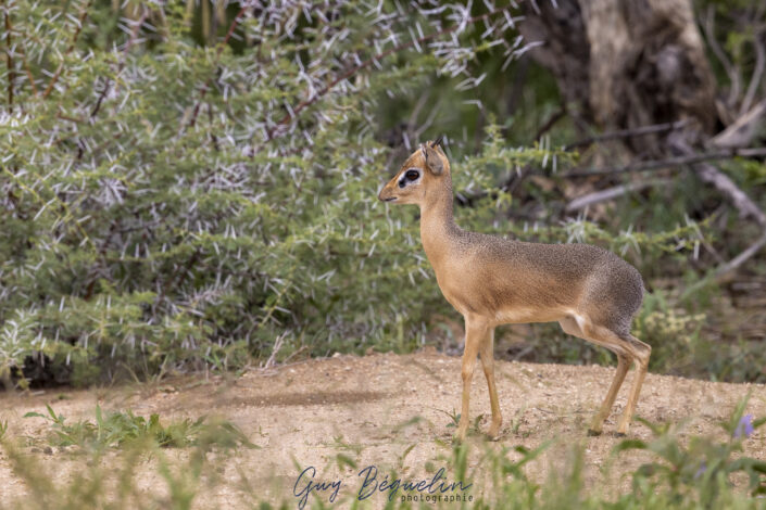 Namibie