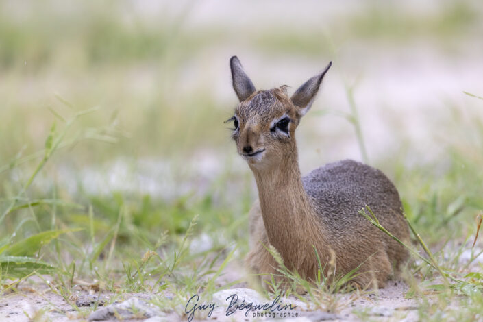 Namibie