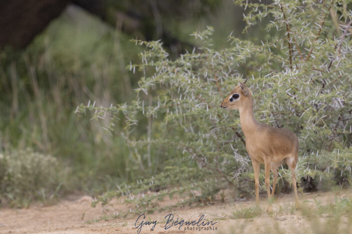 Namibie