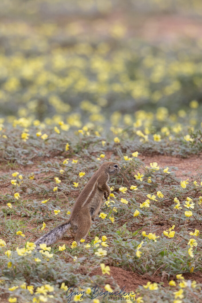 Namibie