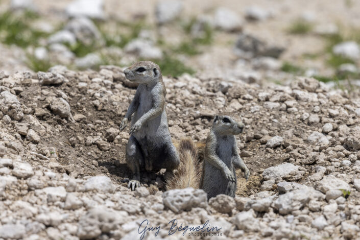 Namibie