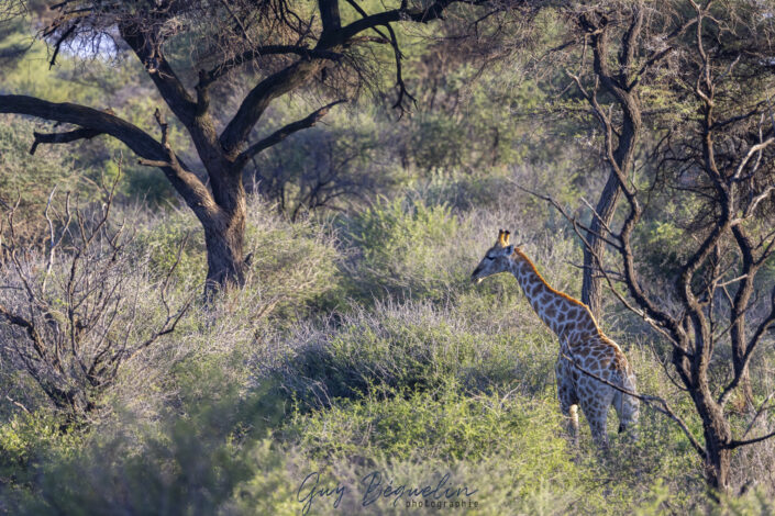 Namibie