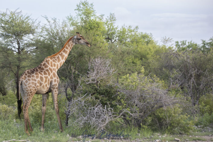 Namibie