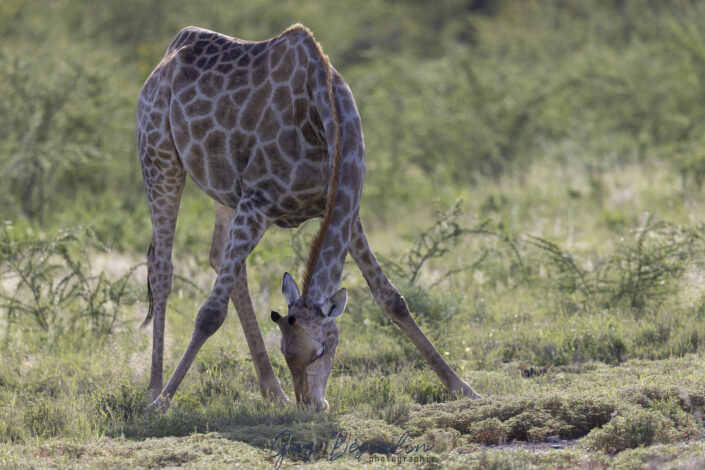 Namibie