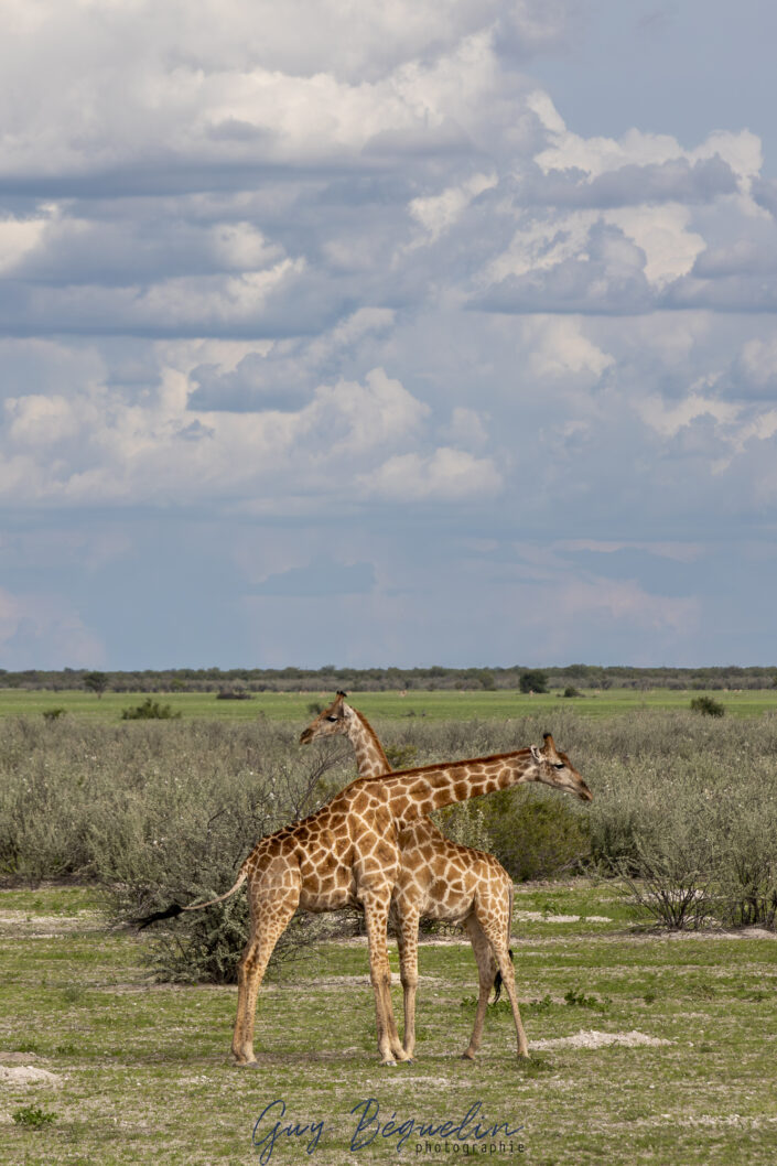 Namibie