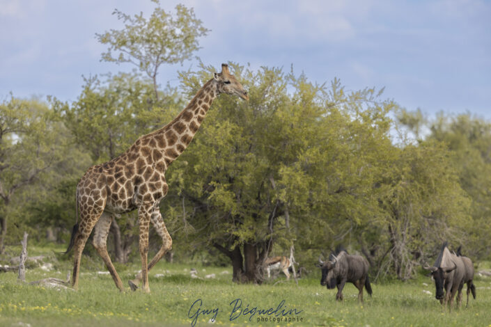 Namibie