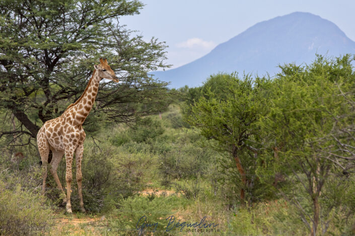 Namibie