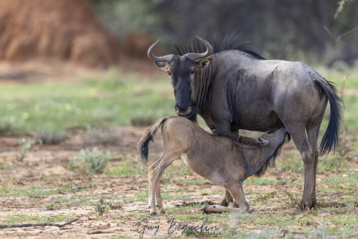Namibie
