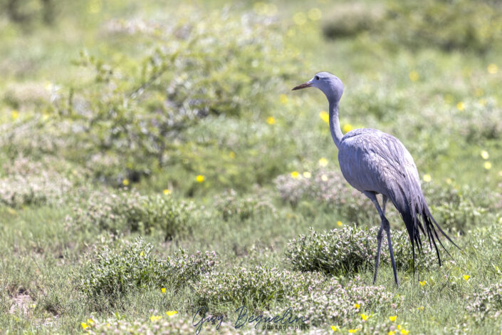 Namibie