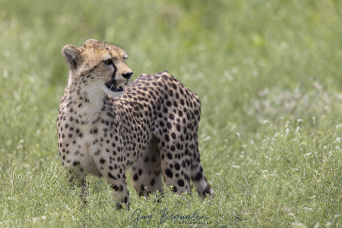 Namibie