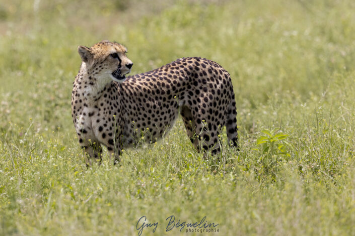 Namibie