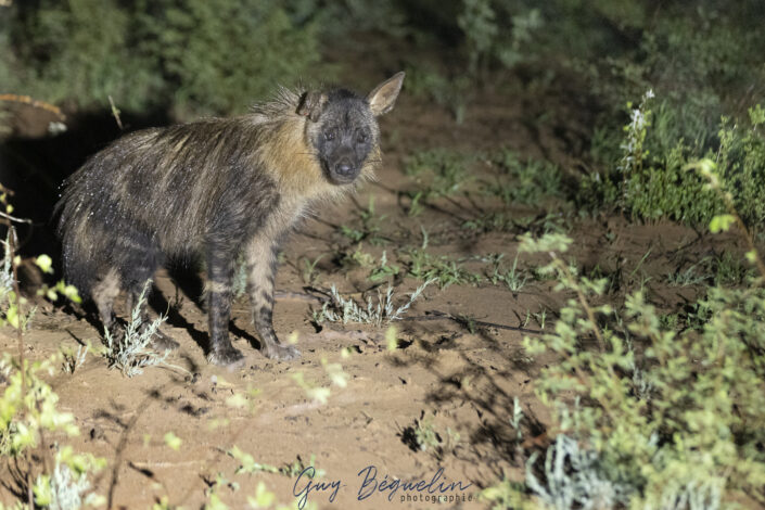 Namibie