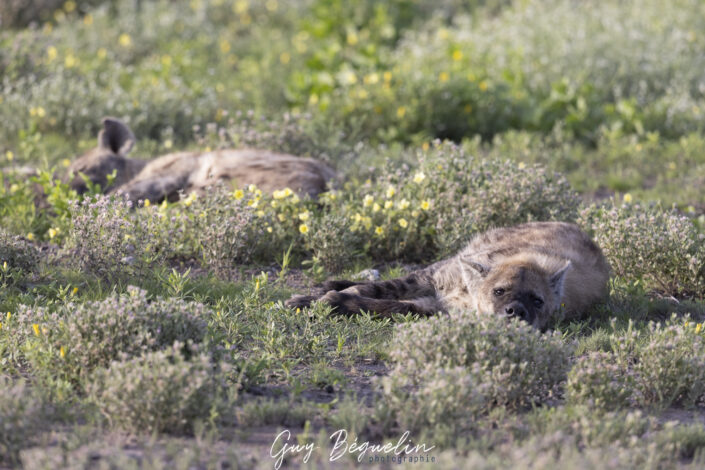 Namibie