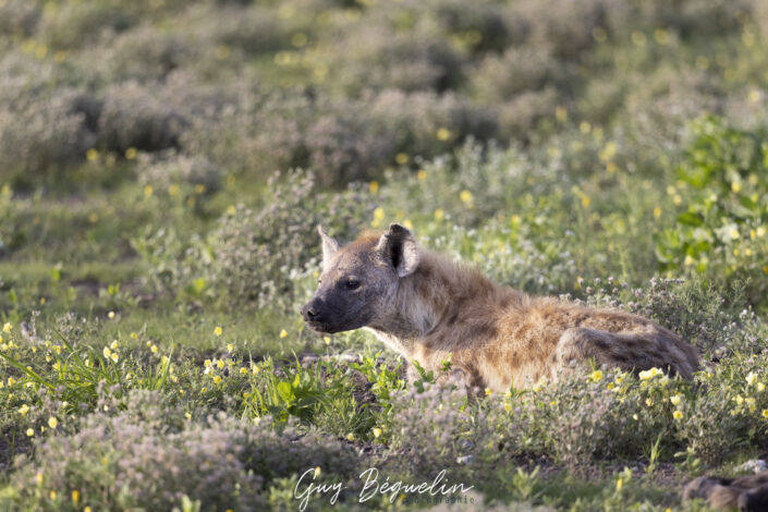 Namibie