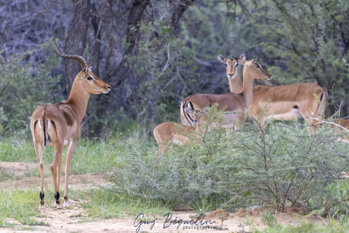 Namibie