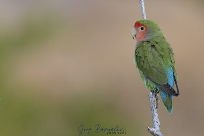 Namibie