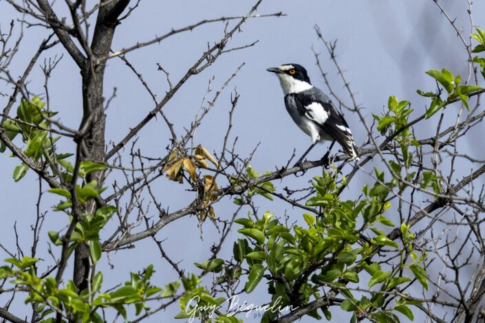Namibie
