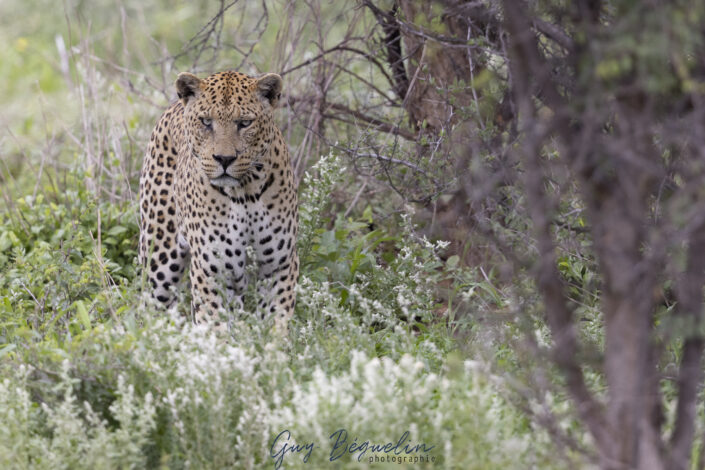 Namibie