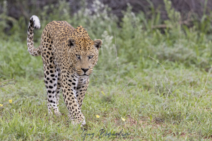 Namibie