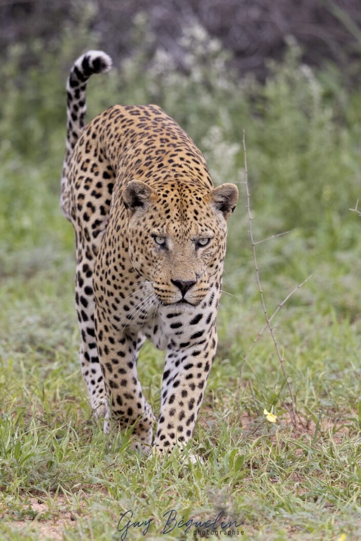 Namibie