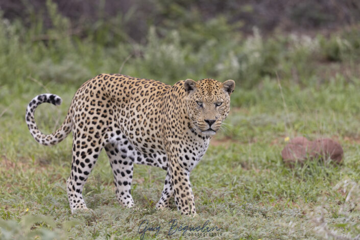 Namibie