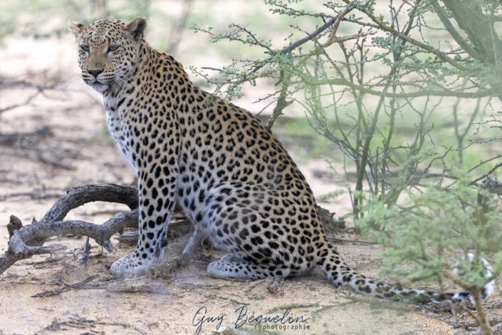 Namibie