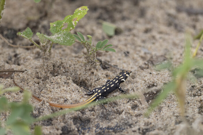 Namibie