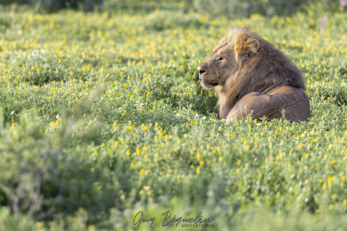 Namibie