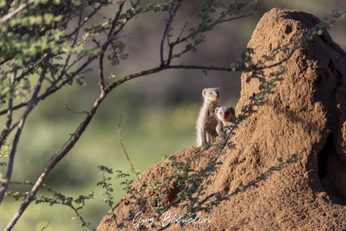 Namibie