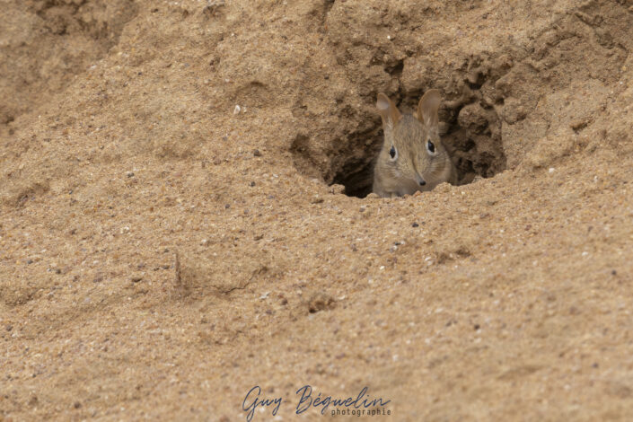 Namibie