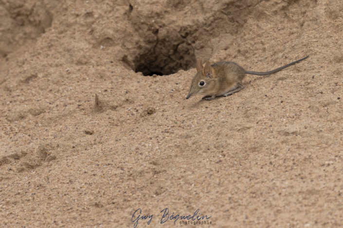 Namibie