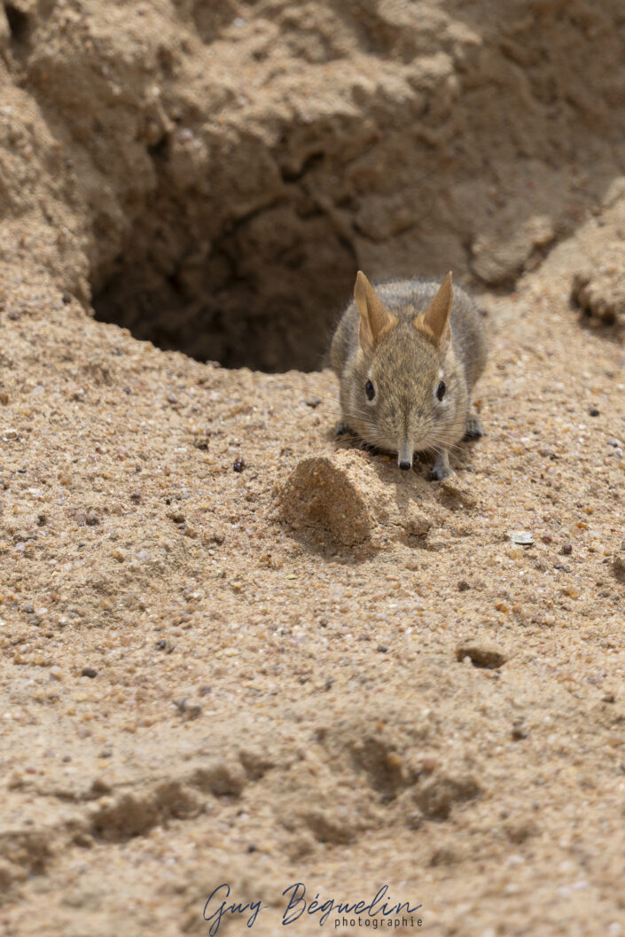 Namibie