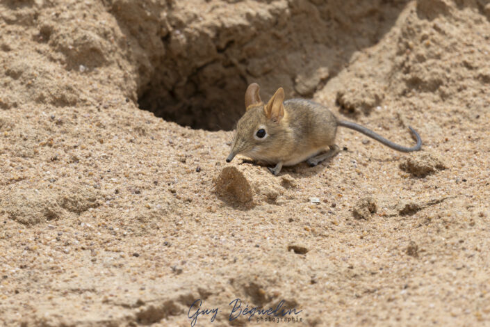 Namibie