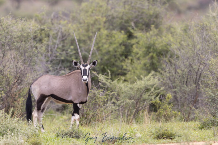 Namibie